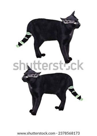 Northern Thai black cat breed (Ancient Thai people believed that Black cats are cats that protect from danger from ghosts and demons.) Royalty-Free Stock Photo #2378568173