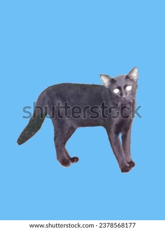 Northern Thai black cat breed (Ancient Thai people believed that Black cats are cats that protect from danger from ghosts and demons.) Royalty-Free Stock Photo #2378568177