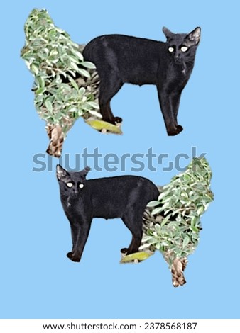 Northern Thai black cat breed (Ancient Thai people believed that Black cats are cats that protect from danger from ghosts and demons.) Royalty-Free Stock Photo #2378568187