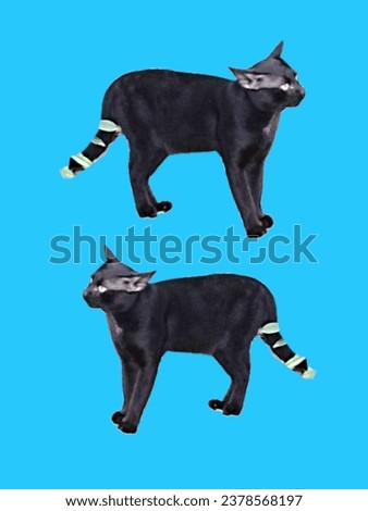 Northern Thai black cat breed (Ancient Thai people believed that Black cats are cats that protect from danger from ghosts and demons.) Royalty-Free Stock Photo #2378568197