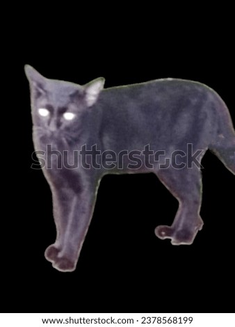 Northern Thai black cat breed (Ancient Thai people believed that Black cats are cats that protect from danger from ghosts and demons.) Royalty-Free Stock Photo #2378568199