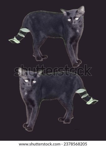 Northern Thai black cat breed (Ancient Thai people believed that Black cats are cats that protect from danger from ghosts and demons.) Royalty-Free Stock Photo #2378568205