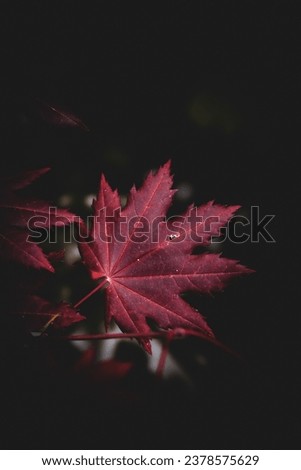 Maple leafs in autumn colours