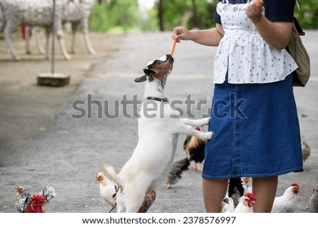 Young Asian woman hand-feeds carrots to a cute goat.