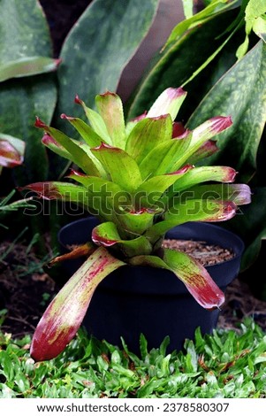 Blooming bromeliad plant growing fertilely planted on pot