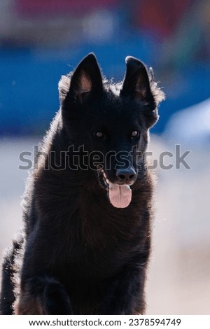 Belgian Tervuren black fluffy dog running lure course sport in the dirt on a sunny summer day