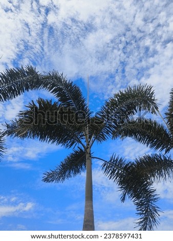 sky coconut trees blue green 
