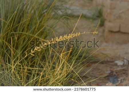 Close Up Capture of Desmostachya bipinnata plant. Desmostachya bipinnata plant in garden. Selective focus on subject.