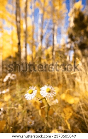 Flowers bloom in the foreground as the yellow leaves of the Aspen trees glow in the background at Lockett Meadow in Sedona Arizona. Royalty-Free Stock Photo #2378605849