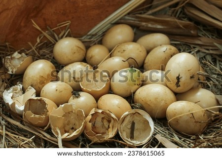 free-range chicken eggs on dry grass