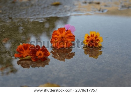 This pictures have high resolution and best result . Those are the pictures of yellow flowers, red flowers, sea shell and leaf in water. This is my best efforts for you. 