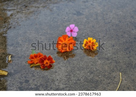 This pictures have high resolution and best result . Those are the pictures of yellow flowers, red flowers, sea shell and leaf in water. This is my best efforts for you. 