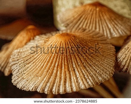 A collection of umbrella-like brownish gray mushrooms that grow in moist soil that looks very beautiful