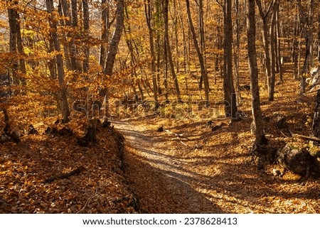 Autumn beech forest. Golden bright mystical mysterious landscape with fabulous trees. A journey through the forest. The concept of the beauty of nature, careful attitude. Natural background for design