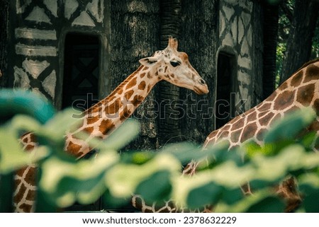 close up of giraffe in zoo