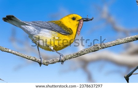 Male Prothonotary Warbler on a branch and nature  Royalty-Free Stock Photo #2378637297