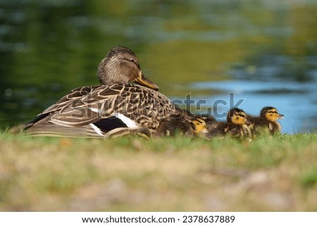Mallard mother and ducklings resting at lakeside. Mallards are large ducks with hefty bodies, rounded heads, and wide, flat bills.
