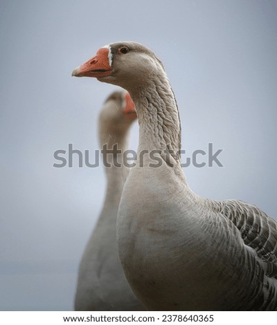 Bird watching during spring, greylag goose 