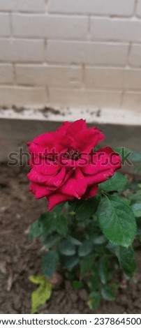 Red Rose picture. green leaf and red rose picture.