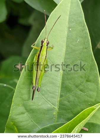 photo of green grasshoppers that eat plants, enemies of farmers Royalty-Free Stock Photo #2378645417