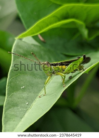 photo of green grasshoppers that eat plants, enemies of farmers Royalty-Free Stock Photo #2378645419