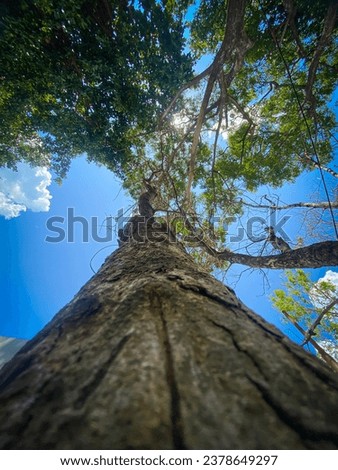 Bottom view of tree trunk. Blue sky and cloud. Tree branches