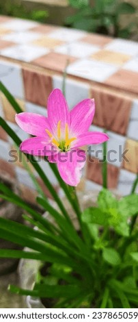 Rain lily flower. pink rain lily picture. beautiful flower picture.