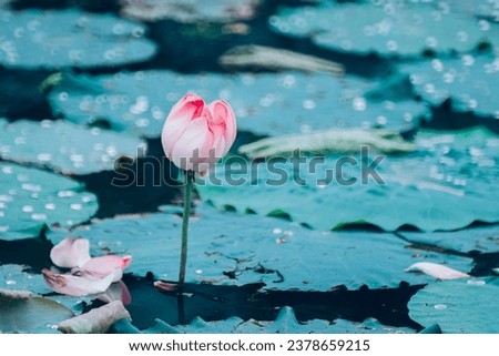 Lotus blooming in summer when it rains.