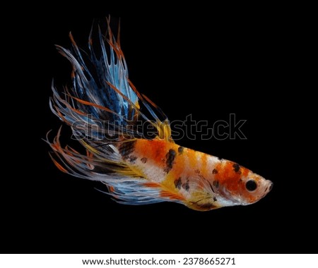 the action of a crowntail betta fish in the aquarium