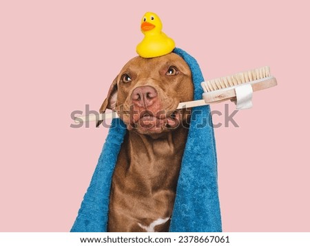 Cute brown dog, blue towel, yellow rubber duck and washing brush. Grooming dog. Closeup, indoors. Studio shot. Concept of care, education, obedience training and raising pets Royalty-Free Stock Photo #2378667061