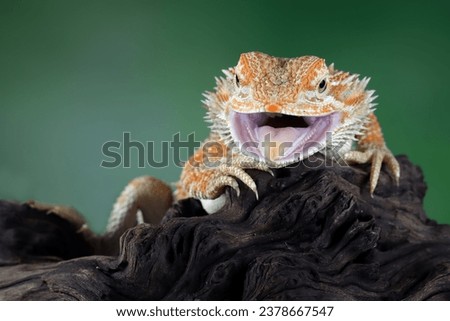 Bearded Dragon Hypo closeup on isolated background, Bearded Dragon Red Hypo front view on wood, Bearded Dragon Hypo closeup