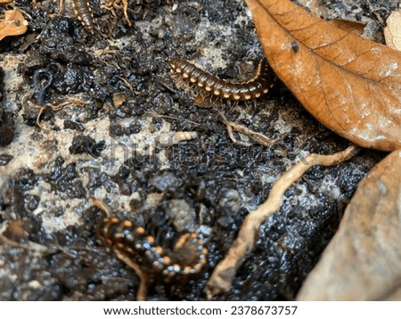 Family milipede gather in wet land