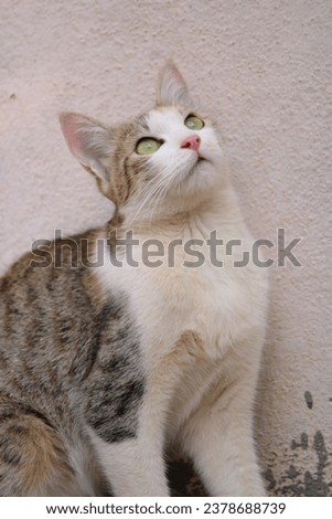 Cat leaning on the wall and watching the sky on a minimal background