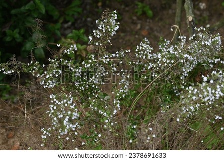 Calamintha nepeta flowers. Lamiaceae evergreen herb. From summer to autumn, many pale pink, small lip-shaped flowers appear on the flower spikes. Royalty-Free Stock Photo #2378691633