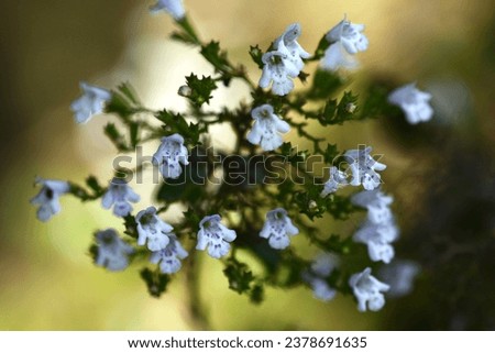Calamintha nepeta flowers. Lamiaceae evergreen herb. From summer to autumn, many pale pink, small lip-shaped flowers appear on the flower spikes. Royalty-Free Stock Photo #2378691635