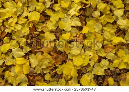 Bright yellow fallen leaves of linden in November