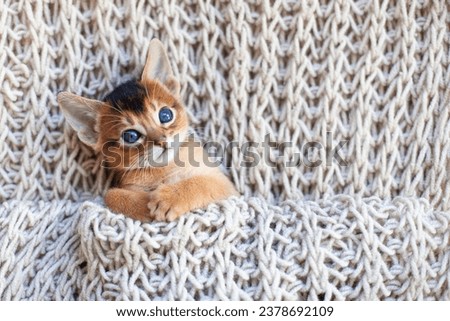 Close up of little red kitten lying under beige knitted blanket. Cute Abyssinian ruddy kitten awaking up in the morning. Autumn or winter image. Selective focus.