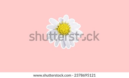 Super cute pink and white daisy background image.