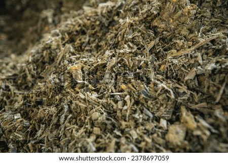 Close up of Herbage grass Royalty-Free Stock Photo #2378697059