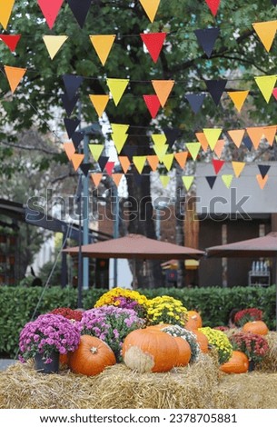 Halloween concept with some pumpkins and flowers displayed outdoor in the street