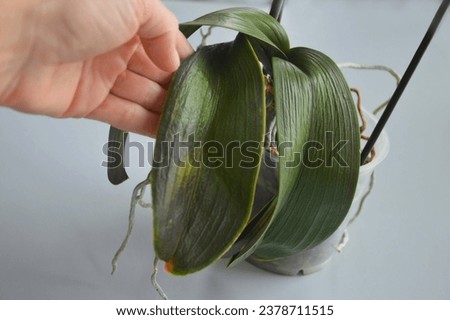 Green withering diseased leaf of phalaenopsis orchid in a woman's hand. Orchid leaves turn yellow, die, and lose their elasticity. Diagnosis of home flowers. Royalty-Free Stock Photo #2378711515