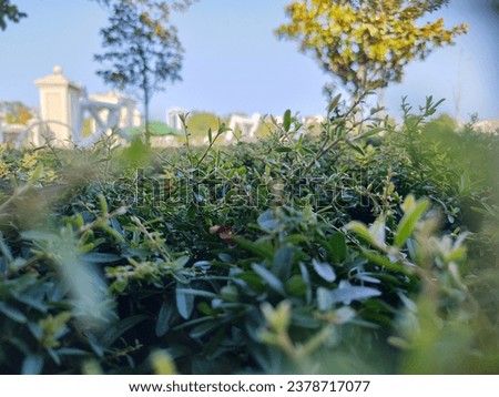 
green plant and tree background photo. blurred image. social media. web graphics. book, magazine cover.
