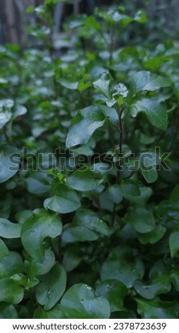 bunches of leafy green plant