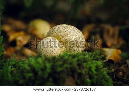 Pretty Puffball mushroom! Puffballs are very cool because when they get old, you can stomp on them and they're spores come puffing out.