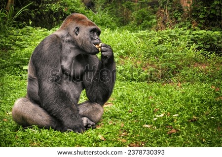A black gorilla sitting in the grass and eating at Ragunan Zoo, Jakarta