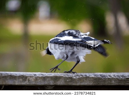A friendly black and white Magpie-lark (Grallina cyanoleuca) an Australian bird with pee-o-wit' cry called Pee Wee , Murray magpie or Mudlark, looks for food on a late morning in late spring. Royalty-Free Stock Photo #2378734821
