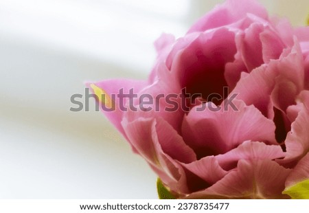 One peony pink tulip on a light background close-up. A large bud with lush petals of a delicate color, macro shot.