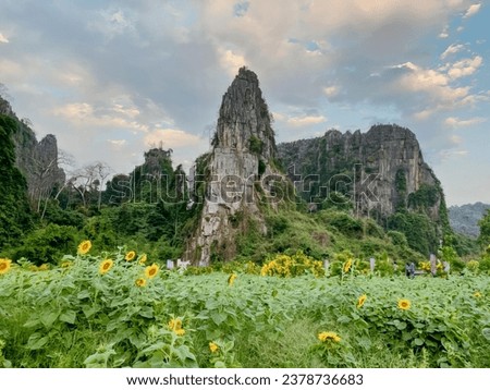 a field of sunflowers in the mountains.