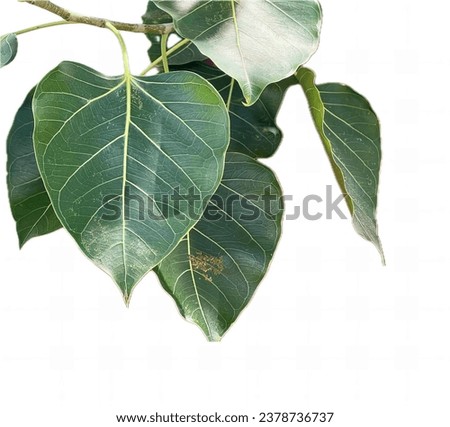 the leaves of biological species.