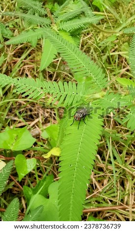 a fly sits on a fern in the forest.